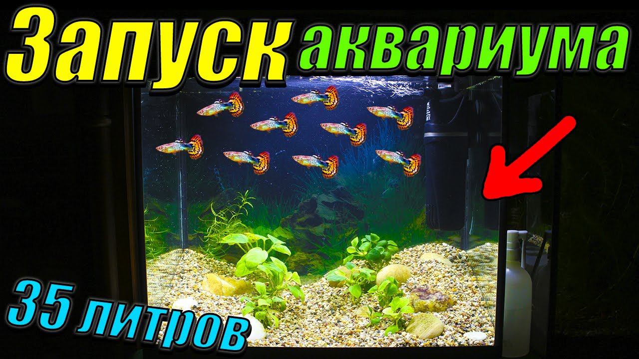 Запуск аквариума 35 литров. смотреть онлайн