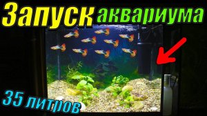 Запуск аквариума 35 литров.