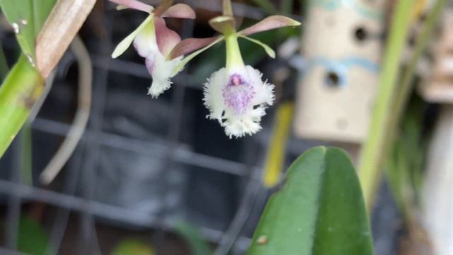 FRIDAY’S MOST FRAGRANTEST ORCHID IN MY COLLECTION…right now #orchids #fragrantorchids смотреть онлайн