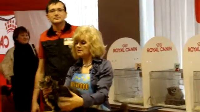 BREANNA RYSENOK.BEST KITTEN.Алла Максименко смотреть онлайн