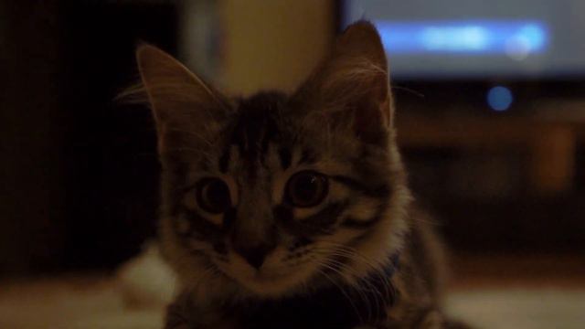HORROR SHORT FILM | cinematic | #scary #funny смотреть онлайн