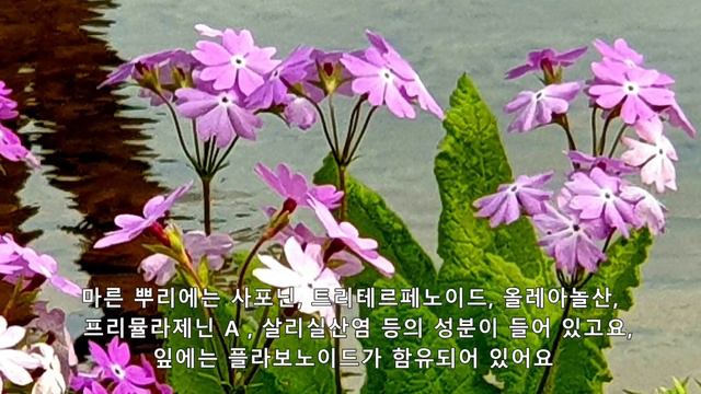 앵초(Primerose)는 만성 기침, 기관지염, 천식, 관절염, 기억력 향상, 중금속 해독에 효능이 커요 смотреть онлайн
