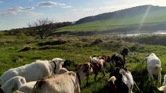 Опять с козой случилось.Деревенский маникюр.Суп из крапивы.Сделала сыр,масло