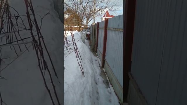 СНТ,,Фестивальное"26.02.2021г.Снег убран по периметру дома.Сугробы , перепад высот,таяние снега. смотреть онлайн
