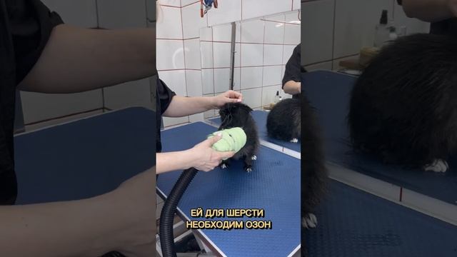 Как помыть и подстричь кота. Груминг Рыбацкое. смотреть онлайн