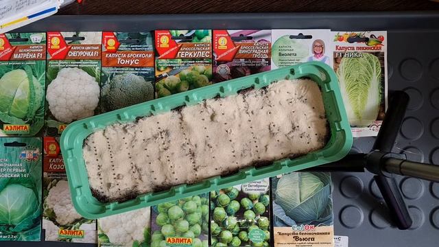 Посев капусты на рассаду??18.03.2021 смотреть онлайн