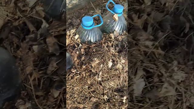 осеннее черенкование роз.Обзор.29.04.2021 год. смотреть онлайн