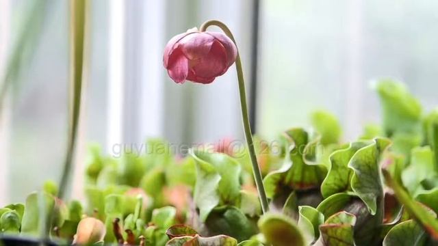 Sarracenia purpurea flower Timelapse смотреть онлайн