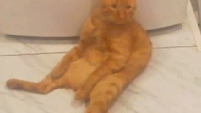 Мой кот Рыжик смотреть онлайн