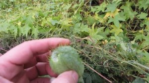 Дикий огурец? Никак не пойму, что это