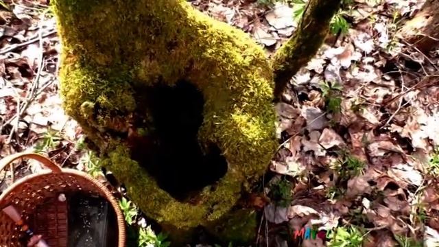 Какие грибы растут в апреле. Второе лесное счастье. смотреть онлайн