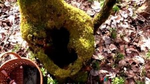 Какие грибы растут в апреле. Второе лесное счастье.