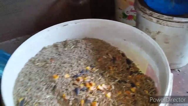 Куры не Несутся?//Необходимая Добавка в Корм для 100% Яйценоскости Кур Несушек! смотреть онлайн