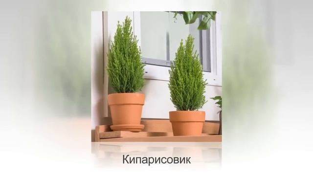 ТОП-10 лучших ХВОЙНЫХ растений для КОМНАТНОГО ЦВЕТОВОДСТВА | Фото и названия смотреть онлайн