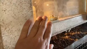 Кормление перепелов куриным комбикормом ПК-1-2 Богданович. Экономия в кормлении перепелок.