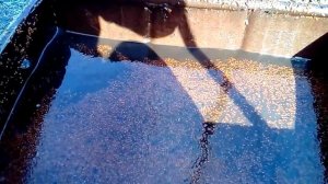 Семена кизильника отделяем от мякоти и кожуры(промывание проточной водой)  готовим к стратификации.