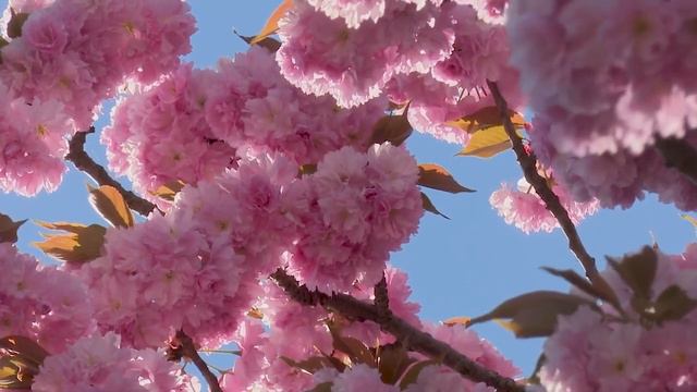 Аспекты. Ч.35. Соединение Венеры с высшими планетами смотреть онлайн