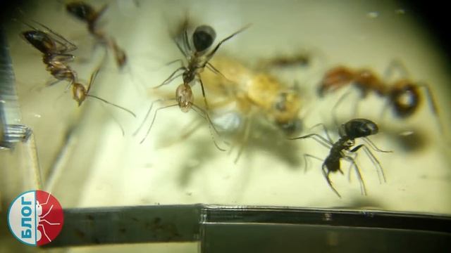 Муравьи Camponotus nicobarensis в муравьиной ферме Кристалл - GL смотреть онлайн
