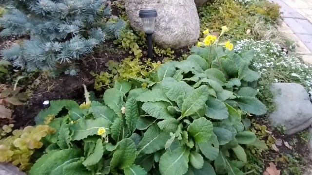 Нужно ли у Примулы первоцвета обрезать листья на зиму и чем подкормить к зиме. смотреть онлайн