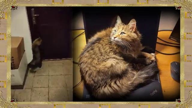 ДАЙТЕ МНЕ ВОЛЮ смотреть онлайн