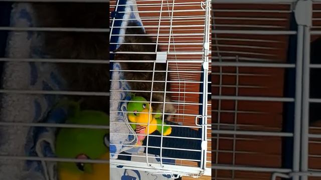 Енот-полоскун дома. Растёт зверь))) смотреть онлайн