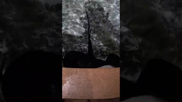 Забавный Скат!