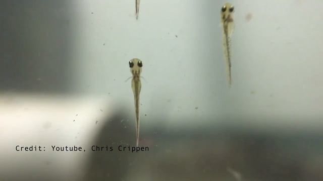 The Life Cycle of a Fish смотреть онлайн
