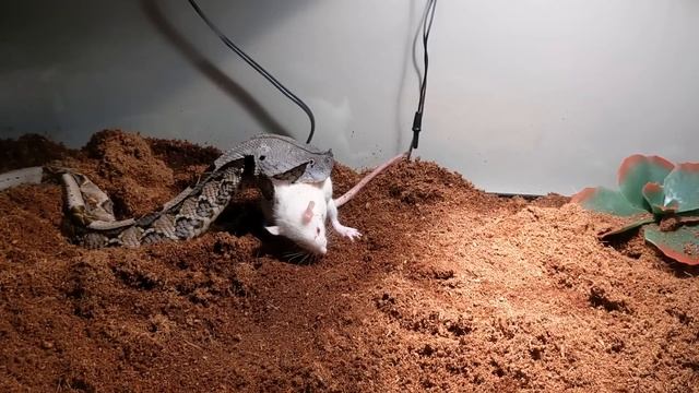 Giant Gaboon Viper Live Feeding Large Rat смотреть онлайн