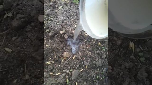 Как вывести медведок смотреть онлайн