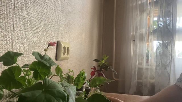 Излишки комнатных растений и не только! смотреть онлайн