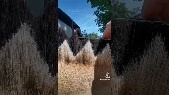 5 Style Transitions For The Fjord Mane