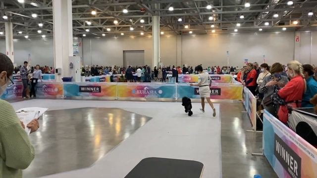 Евразия 21, 1 мая 21, Пудели. Экcперт Tijana Conrad (Сербия)