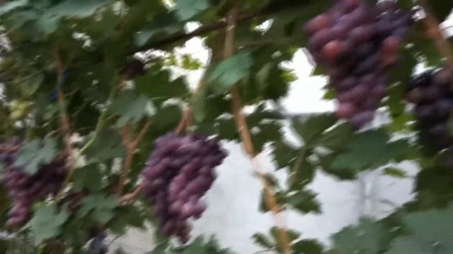 Сенатор Павловского. Урожай 2017 смотреть онлайн