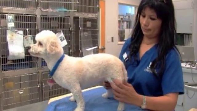 Welcome to Waterhouse Animal Hospital! смотреть онлайн