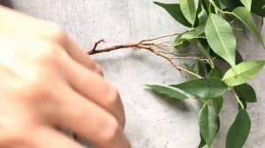 Фикус Наташа, ПРАВИЛЬНОЕ размножение