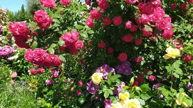 Заход роз на первую волну цветения (ч.2) смотреть онлайн