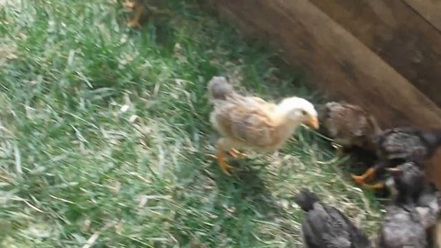 Цыплята первый раз на улице смотреть онлайн