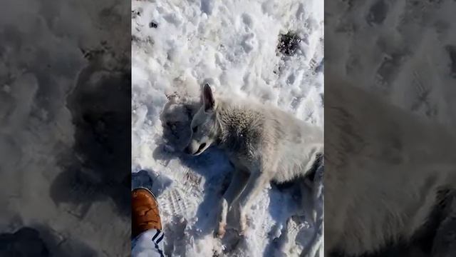 У меня отравили собаку