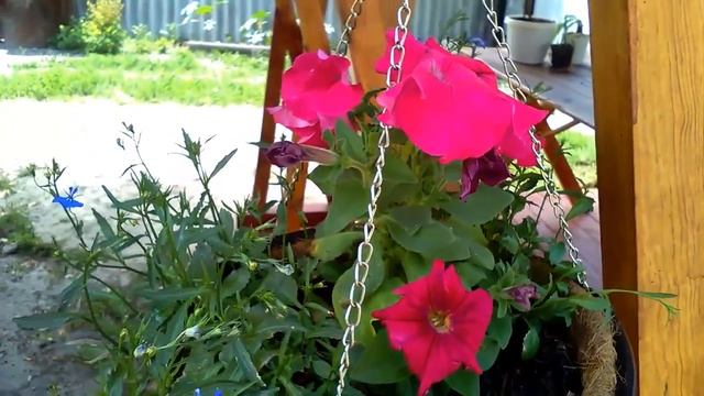 петуния МАРКО ПОЛО покупать или нет? смотреть онлайн