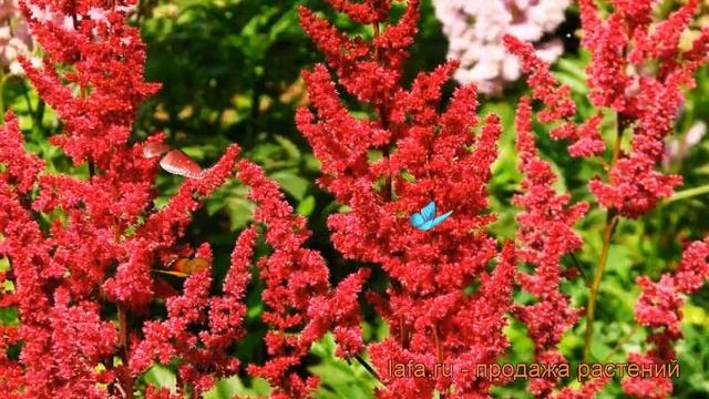 Астильба арендса Глют (astilbe x arendsii glut) ? Глют обзор: как сажать, рассада астильбы Глют смотреть онлайн