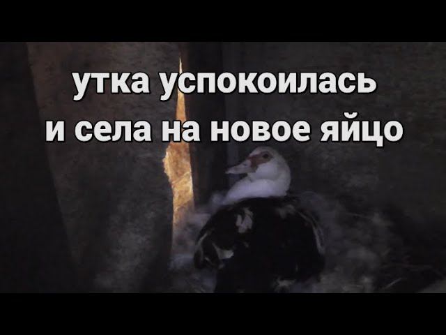 ПРОДАЛИ ВСЕХ УТЯТ | УТКА ОСТАЛАСЬ НЕ ДОВОЛЬНА ЭТИМ смотреть онлайн