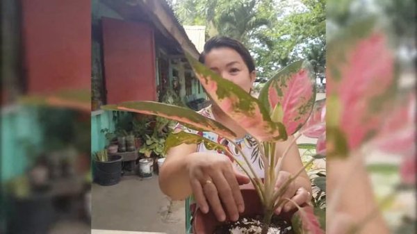 Anne's Garden -My Aglaonema Pink Cochin
