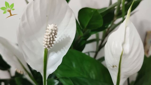 INCRÍVEL! 1 COPO faz EXPLODIR de tantas FLORES (QUALQUER PLANTA) смотреть онлайн