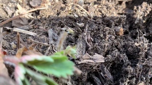Домашнее видео 5. Начало дачных работ. #дача #дачахантымансийск смотреть онлайн