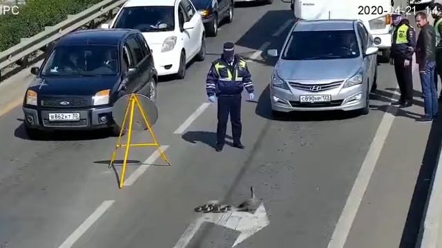 Утка переходит дорогу смотреть онлайн