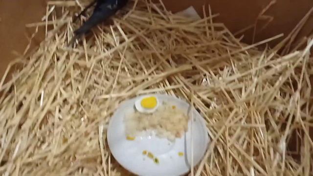 Спасаем ласточку!