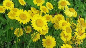 Пупавка (антемис)