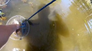 Рыбалка на карася в кувшинках ловля на боковой кивок.