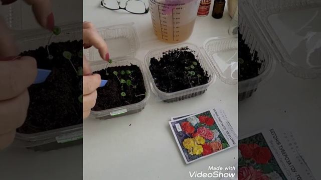 💮Пикирую клубневую бегонию Тубероза ГОУ-ГОУ💮 смотреть онлайн