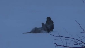 Первая охота на Ворон и Чаек в 2023. Январский Выезд. Jack Hunter.